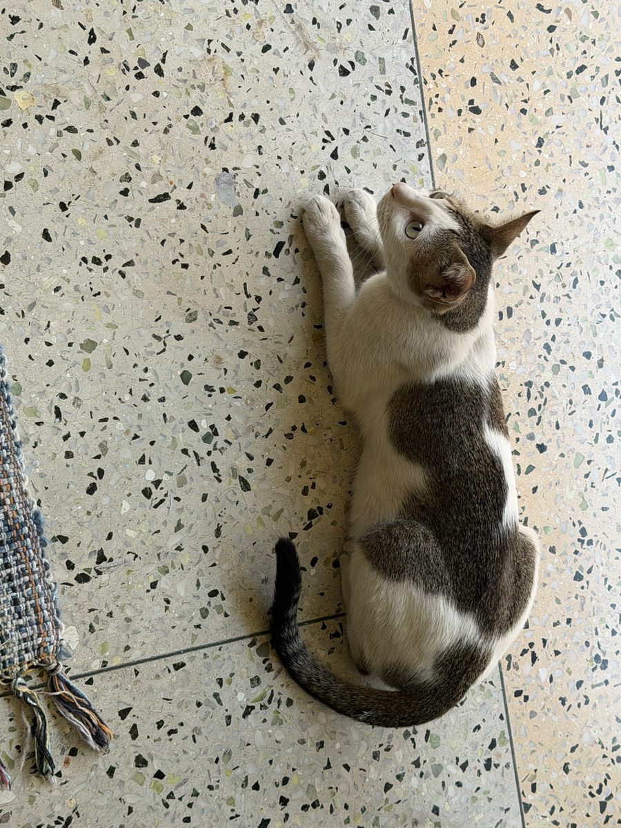White and grey cat lying regally on the floor