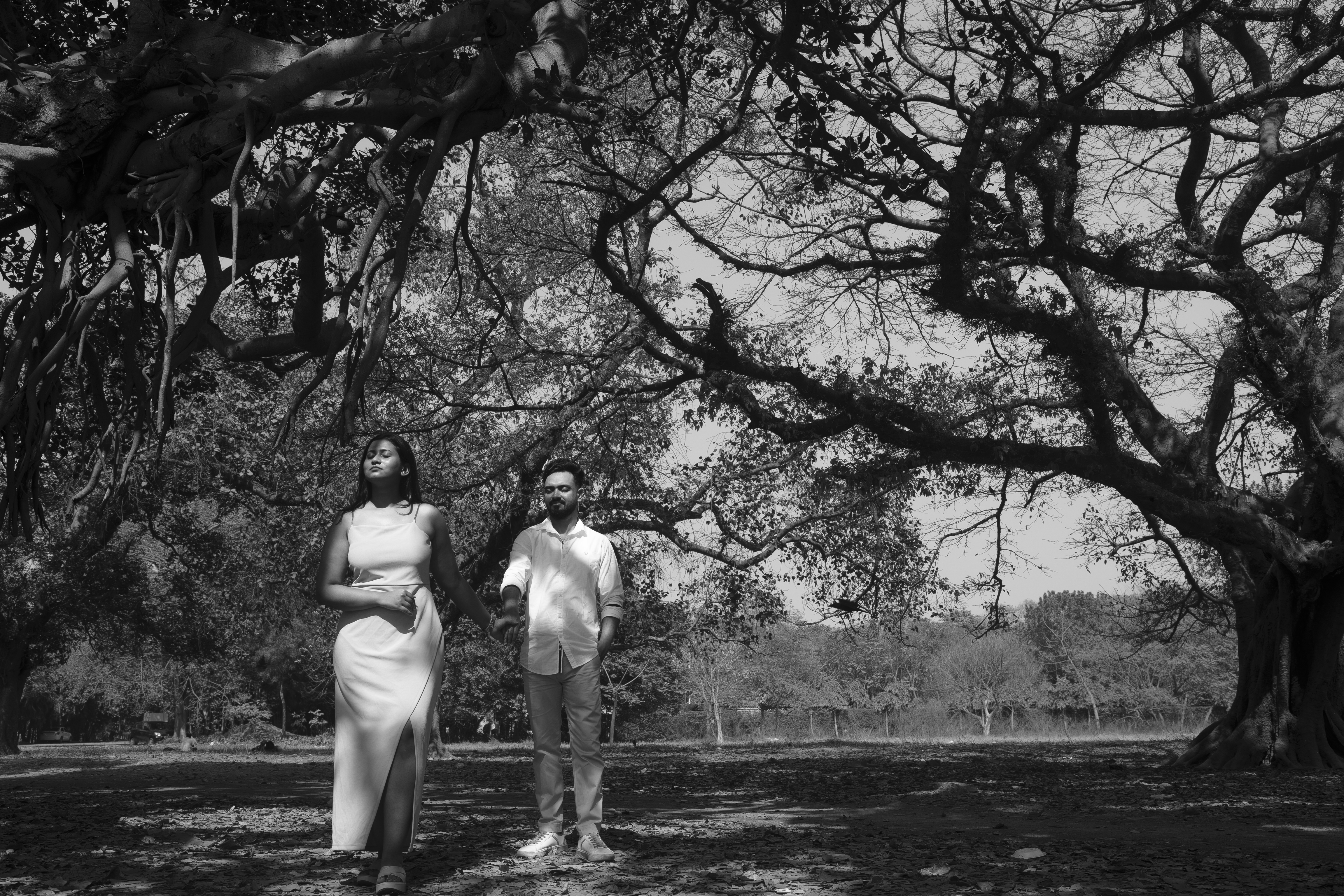 Dramatic black and white shot under an ancient tree canopy with sprawling branches